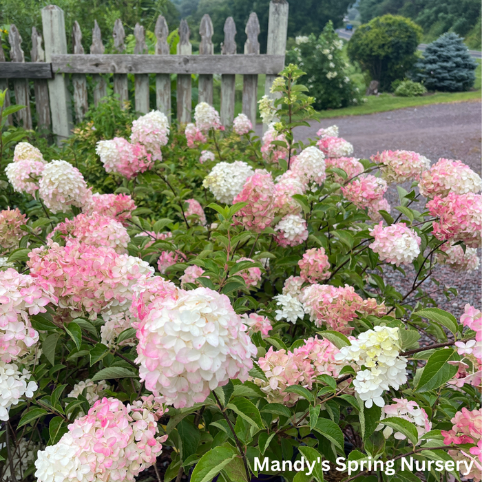 Berry White® Panicle Hydrangea | Hydrangea paniculata