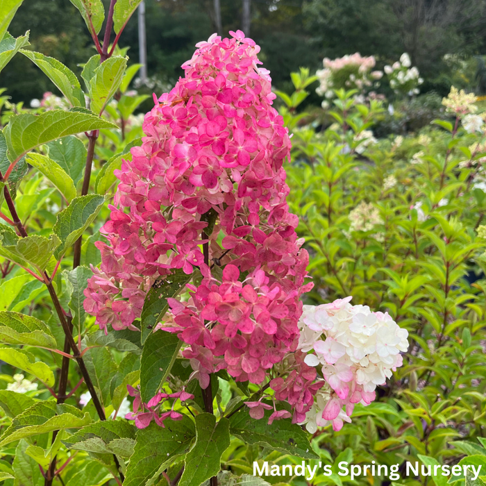 Berry White® Panicle Hydrangea | Hydrangea paniculata