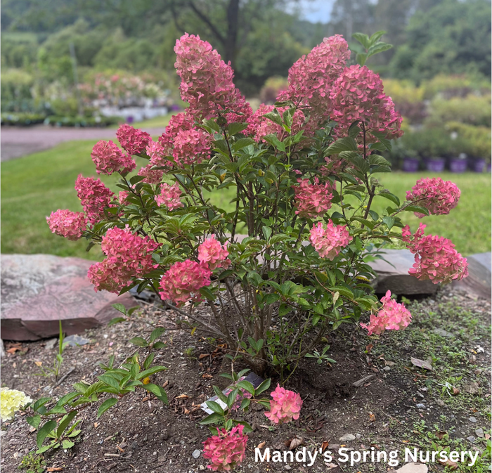 Berry White® Panicle Hydrangea | Hydrangea paniculata
