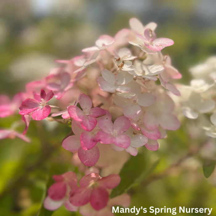 Berry White® Panicle Hydrangea | Hydrangea paniculata