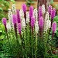 Blazing Star - Liatris Mixture | 8 Bulbs