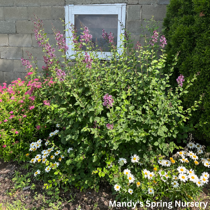Bloomerang Dark Purple Reblooming Lilac | Syringa