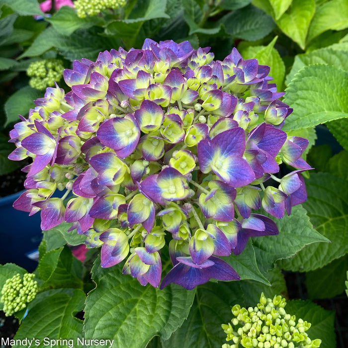 BloomStruck Reblooming Bigleaf Endless Summer® Hydrangea | Hydrangea macrophylla