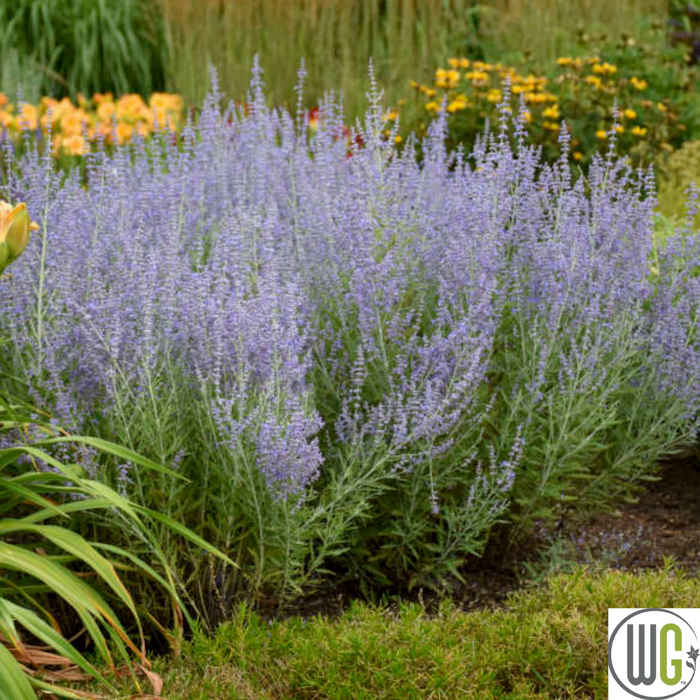 'Blue Jean Baby' Russian Sage | Perovskia atriplicifolia