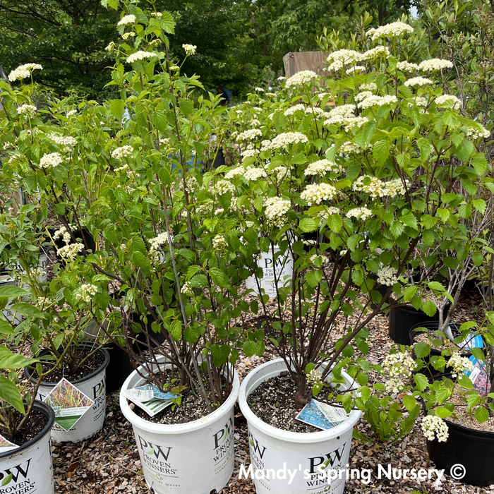 Blue Muffin Arrowwood Viburnum | Viburnum dentatum