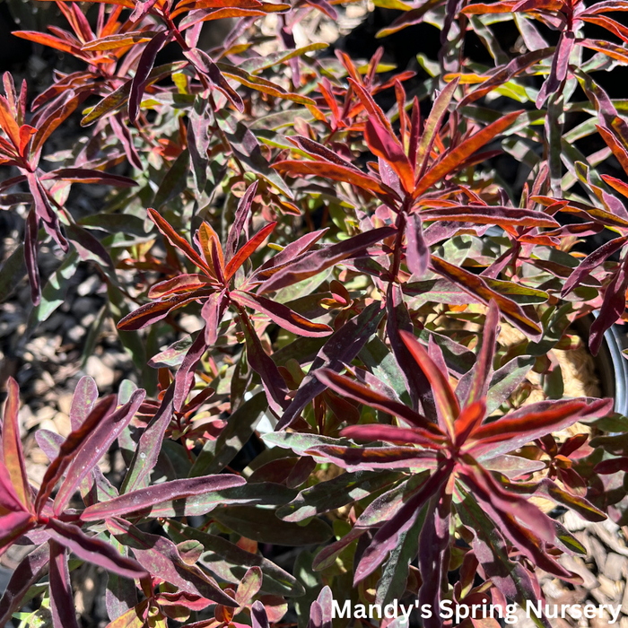 'Bonfire' Cushion Spurge | Euphorbia polychroma 'Bonfire'