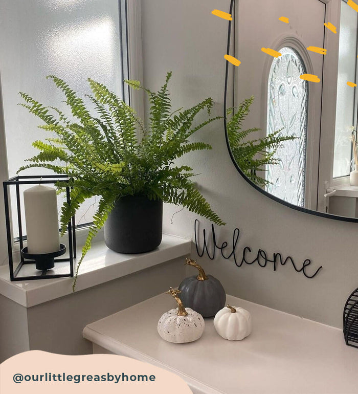 Boston Fern