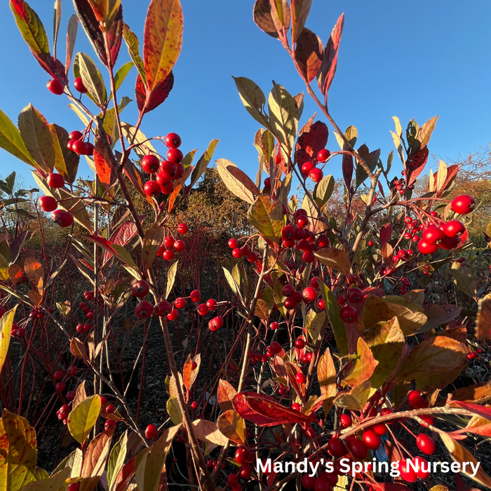 Brilliant Red Chokeberry | Aronia arbutifolia