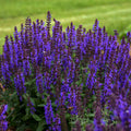 'Bumbleblue' Salvia | Salvia nemorosa