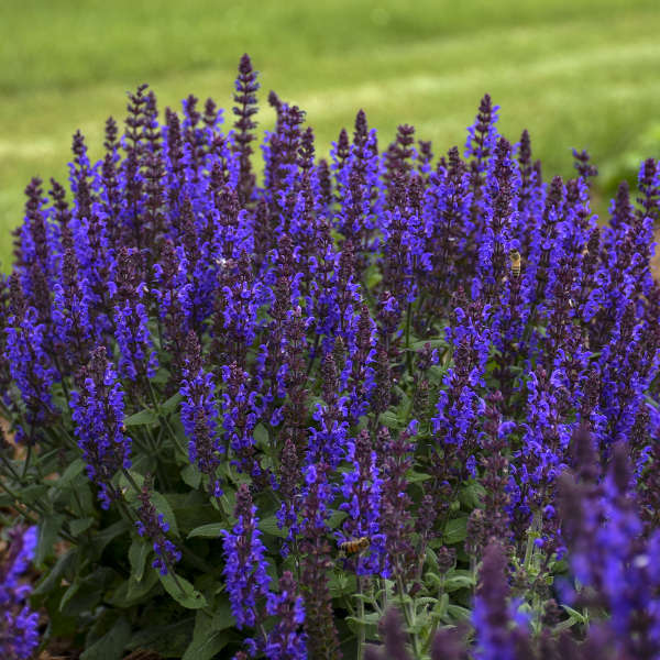 'Bumbleblue' Salvia | Salvia nemorosa