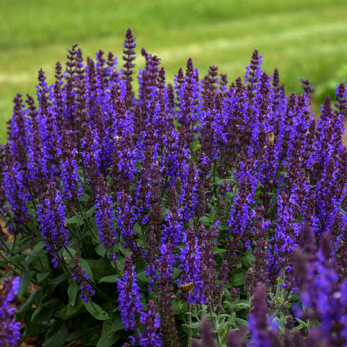 'Bumbleblue' Salvia | Salvia nemorosa
