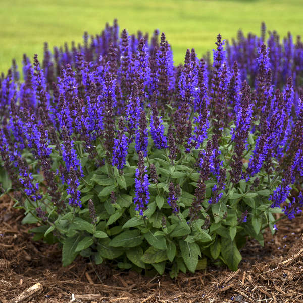 'Bumbleblue' Salvia | Salvia nemorosa