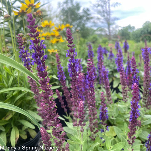 'Bumbleblue' Salvia | Salvia nemorosa