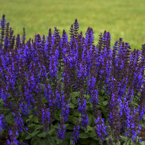 'Bumbleblue' Salvia | Salvia nemorosa
