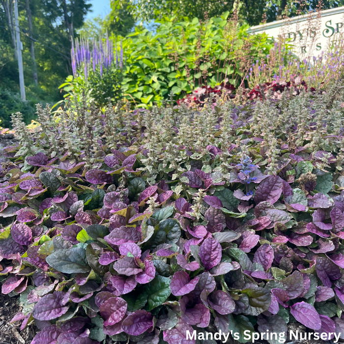 Burgundy Glow Bugleweed | Ajuga reptans
