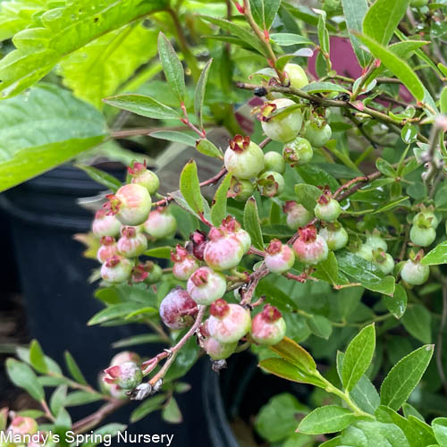 Burgundy Wild Lowbush Blueberry | Vaccinium angustifolium