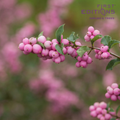 Candy Coralberry | Symphoricarpos x doorenbosii