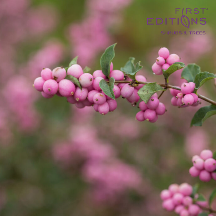 Candy Coralberry | Symphoricarpos x doorenbosii