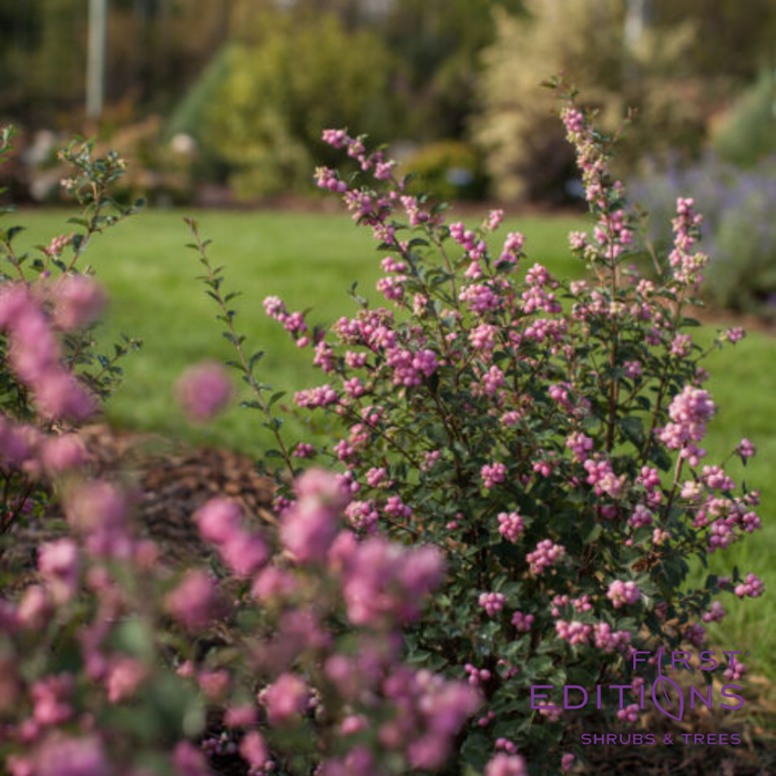 Candy Coralberry | Symphoricarpos x doorenbosii