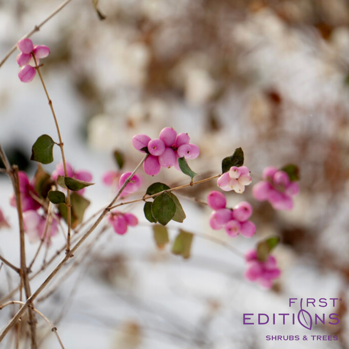 Candy Coralberry | Symphoricarpos x doorenbosii