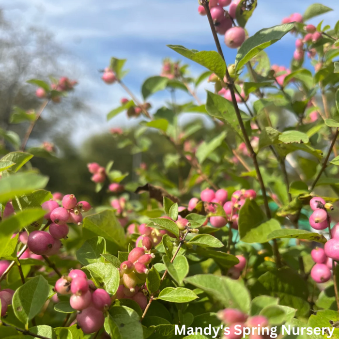 Candy Coralberry | Symphoricarpos x doorenbosii