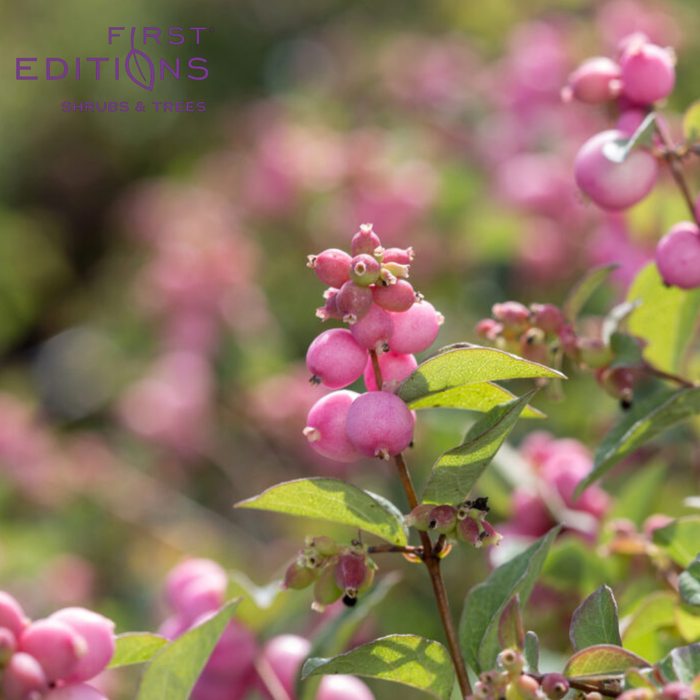 Candy Coralberry | Symphoricarpos x doorenbosii