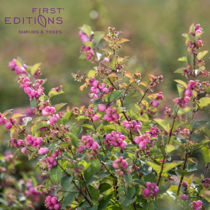 Candy Coralberry | Symphoricarpos x doorenbosii