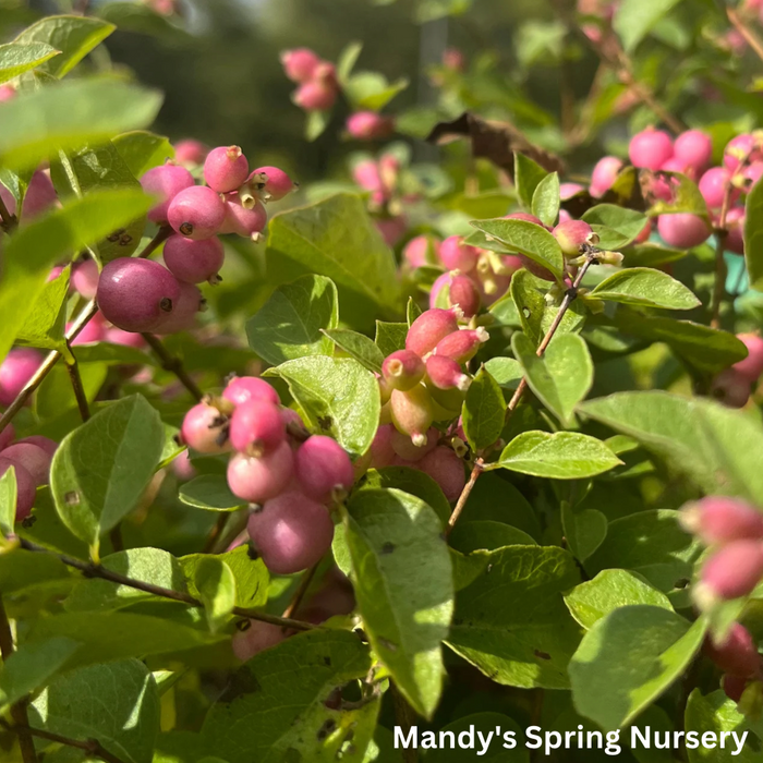 Candy Coralberry | Symphoricarpos x doorenbosii