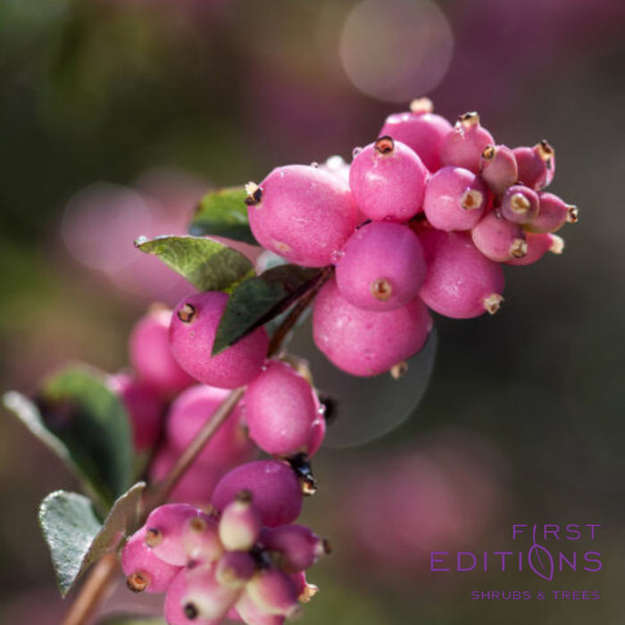 Candy Coralberry | Symphoricarpos x doorenbosii