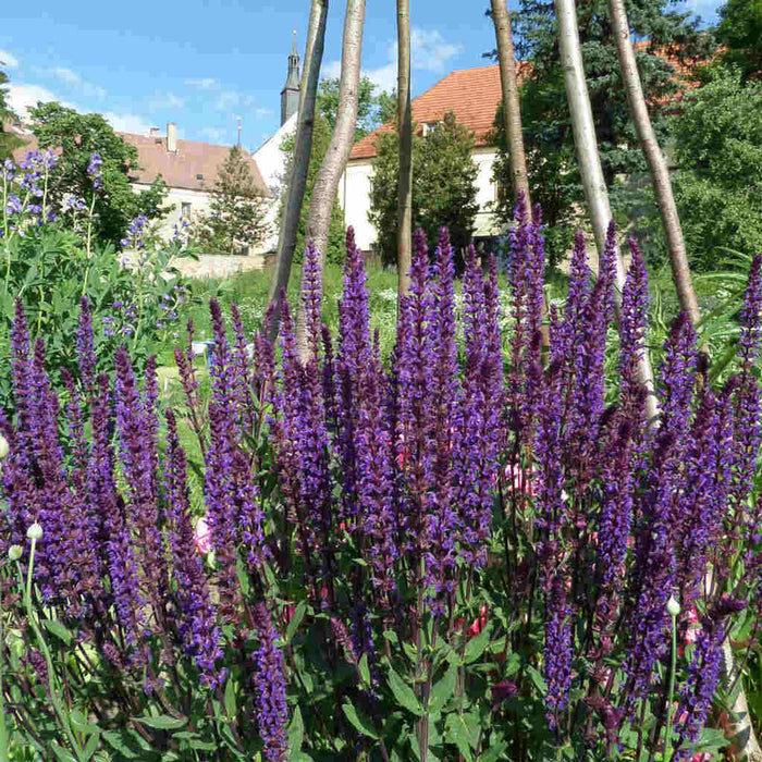 'Caradonna' Salvia | Salvia nemorosa