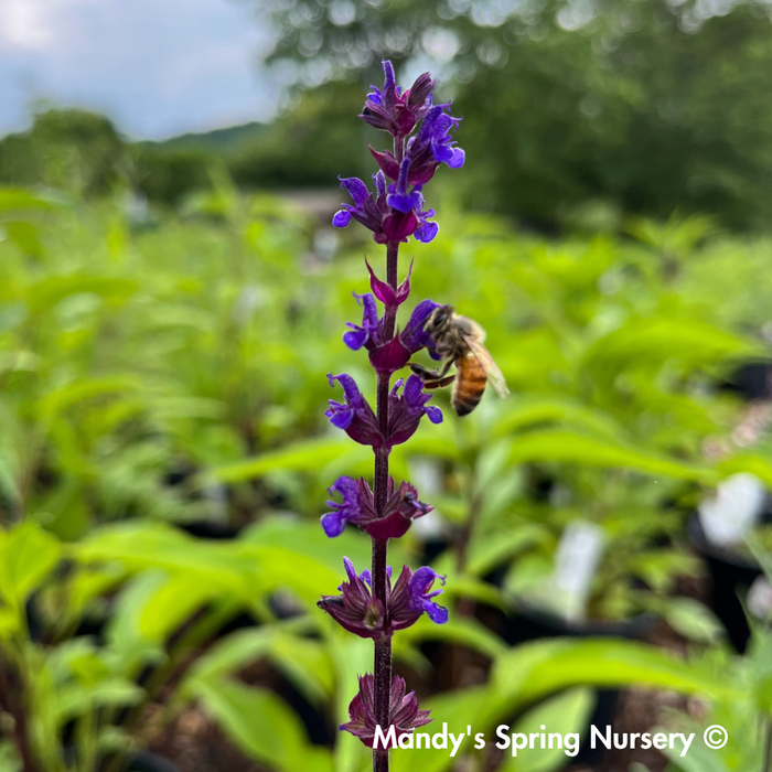 'Caradonna' Salvia | Salvia nemorosa
