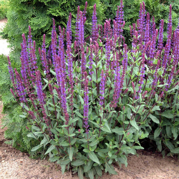 'Caradonna' Salvia | Salvia nemorosa