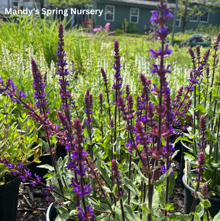 'Caradonna' Salvia | Salvia nemorosa
