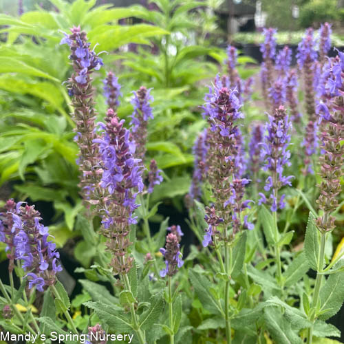 'Caradonna' Salvia | Salvia nemorosa