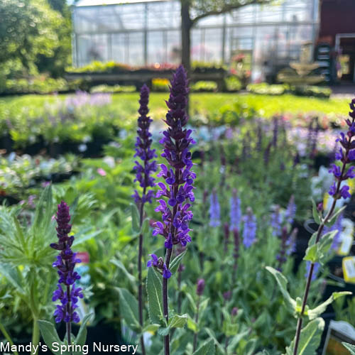 'Caradonna' Salvia | Salvia nemorosa