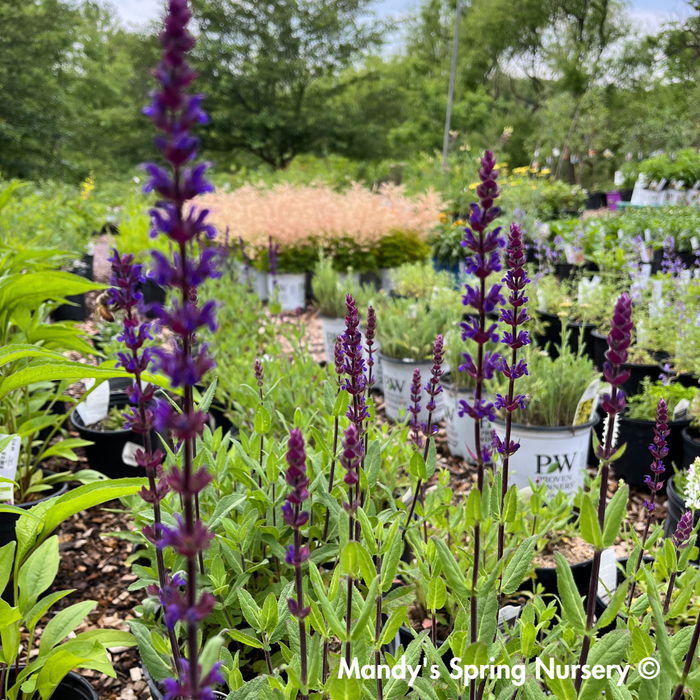 'Caradonna' Salvia | Salvia nemorosa
