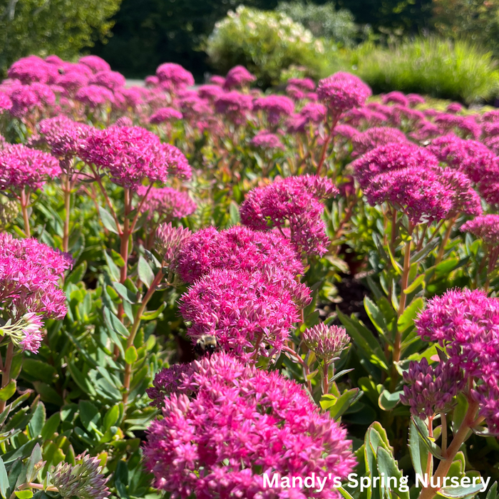 Carl Stonecrop | Sedum