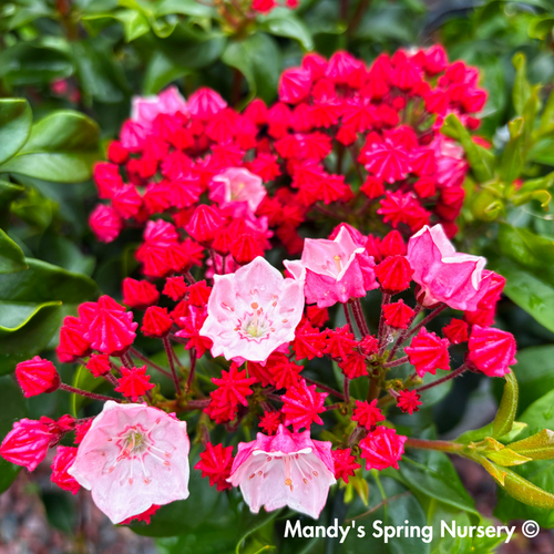 'Carol' Mountain Laurel | Kalmia Latifolia