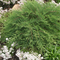 ‘Celtic Pride’ Siberian Cypress | Microbiota Decussata