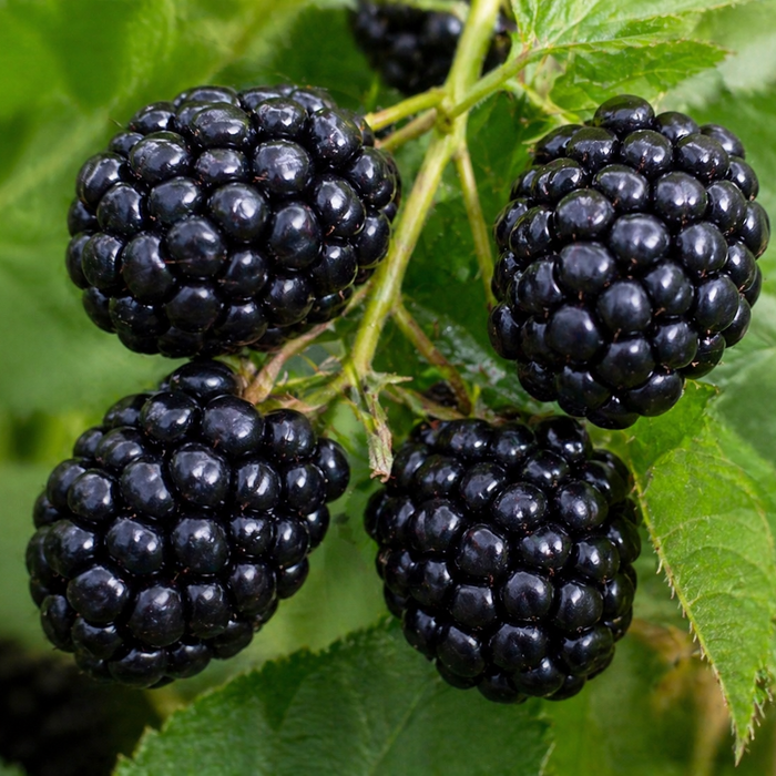 Chester Thornless Blackberry | Rubus