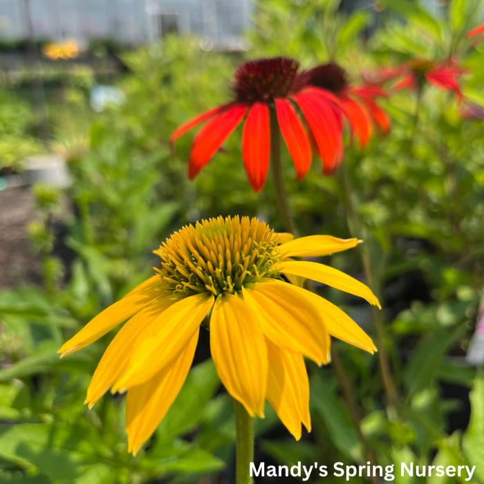 'Cheyenne Spirit' Coneflower | Echinacea