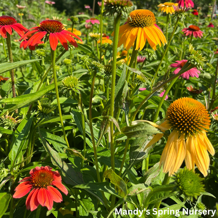 'Cheyenne Spirit' Coneflower | Echinacea
