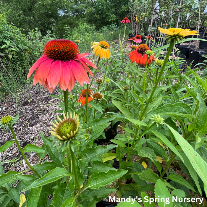 'Cheyenne Spirit' Coneflower | Echinacea