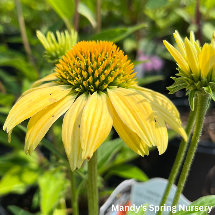 'Cheyenne Spirit' Coneflower | Echinacea