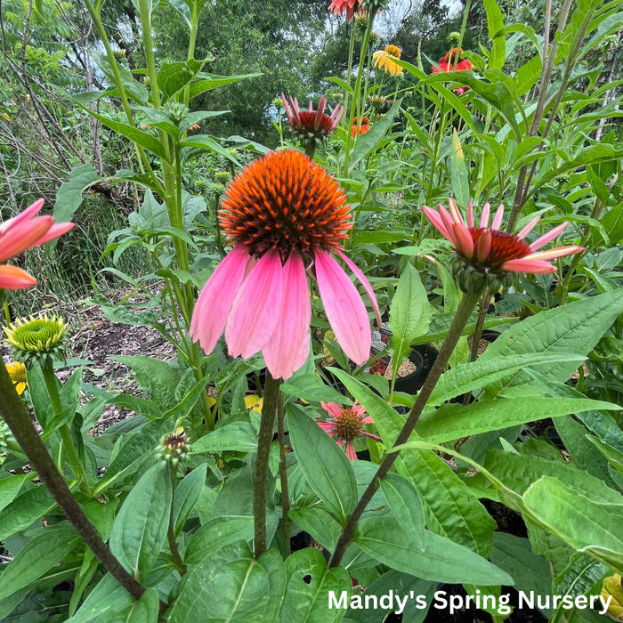 'Cheyenne Spirit' Coneflower | Echinacea