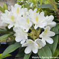 'Chionoides' Rhododendron | Rhododendron 'Chionoides'