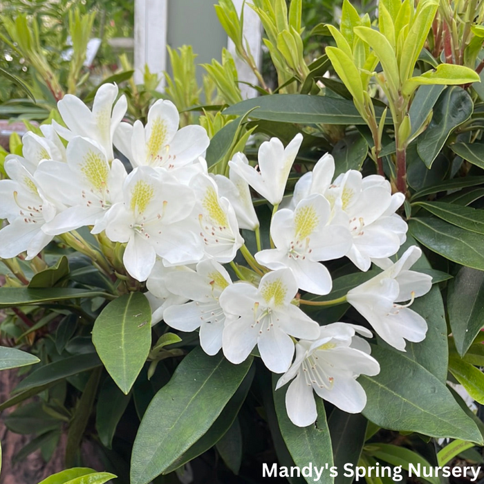 'Chionoides' Rhododendron | Rhododendron 'Chionoides'