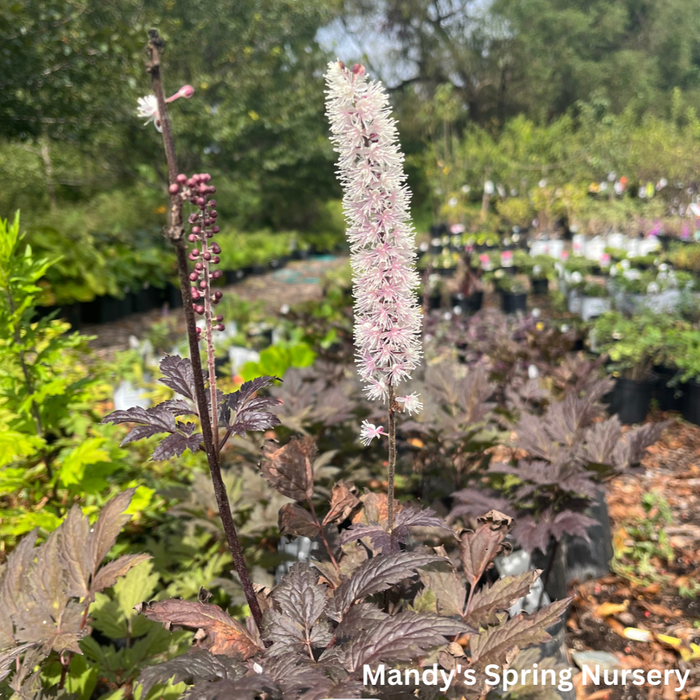 Chocoholic Black Snakeroot (Bugbane) | Cimicifuga