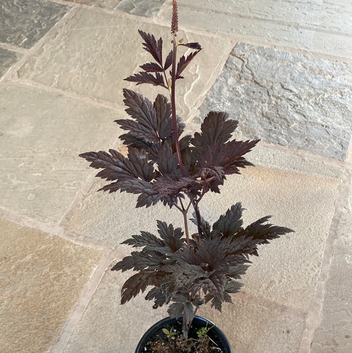 Chocoholic Black Snakeroot (Bugbane) | Cimicifuga