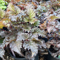 Chocolate Shogun Astilbe | Astilbe 'Chocolate Shotgun'